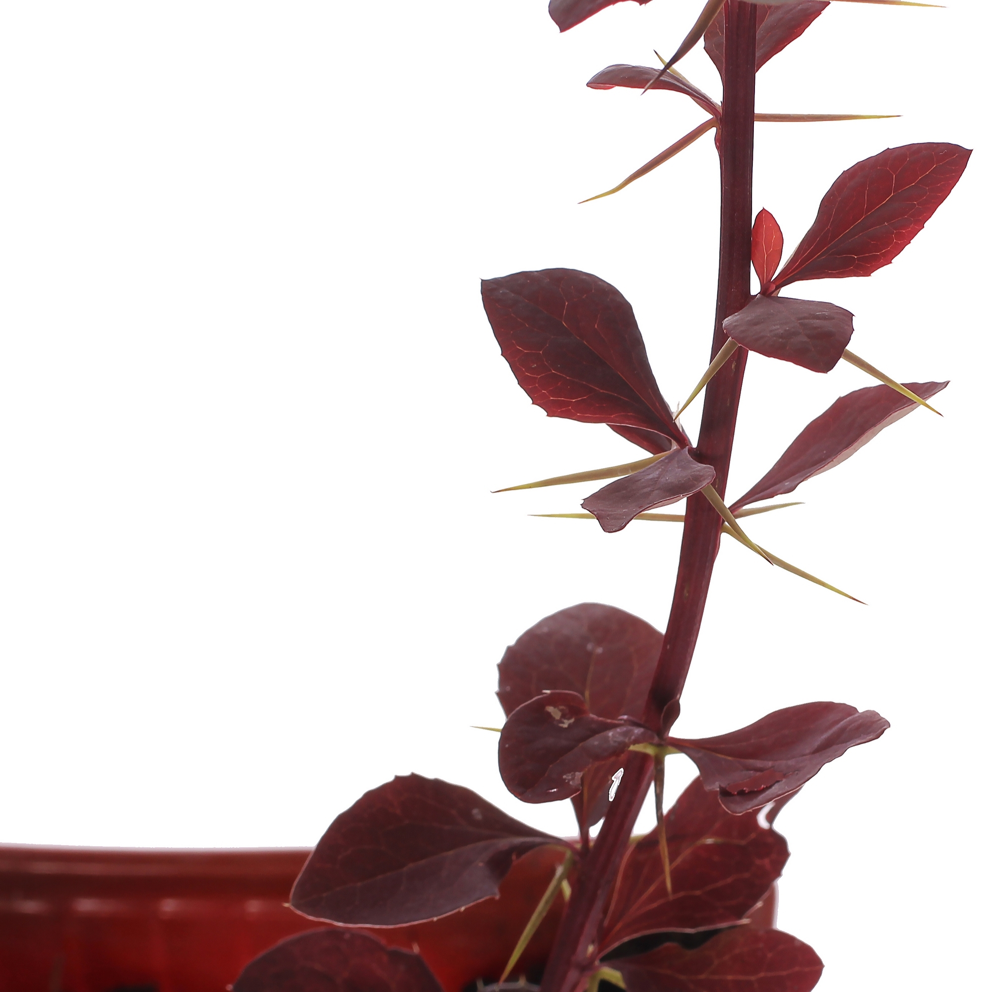 Барбарис Оттавский Суперба Santreyd - декоративный кустарник с пурпурной листвой 81954847 STLM-0015200 - Вид №1