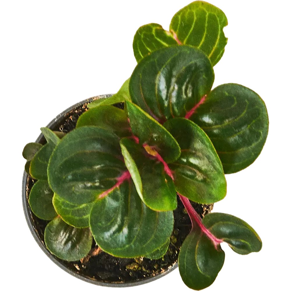 Santreyd Ирезине Хербсти — декоративное растение с бордово-розовой листвой 87819672 STLM-0075875 - Вид №1