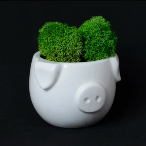 Набор для выращивания eco мини-капшо «Минипиг» ЭКОЧЕЛОВЕКИ  254617 Белый