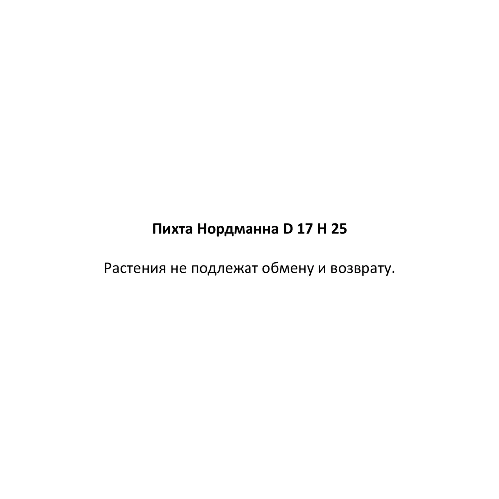 Пихта Нордманна ø17 h25 см 87548379 STLM-2212053 Santreyd  - Вид №2