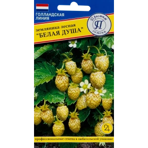 Земляника лесная «Белая душа»