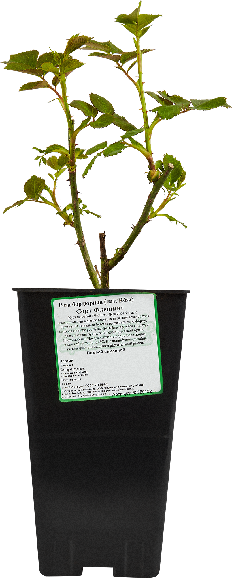 Бордюрная роза Santreyd с бело-розовыми цветами 85589152 STLM-0064359 - Вид №1