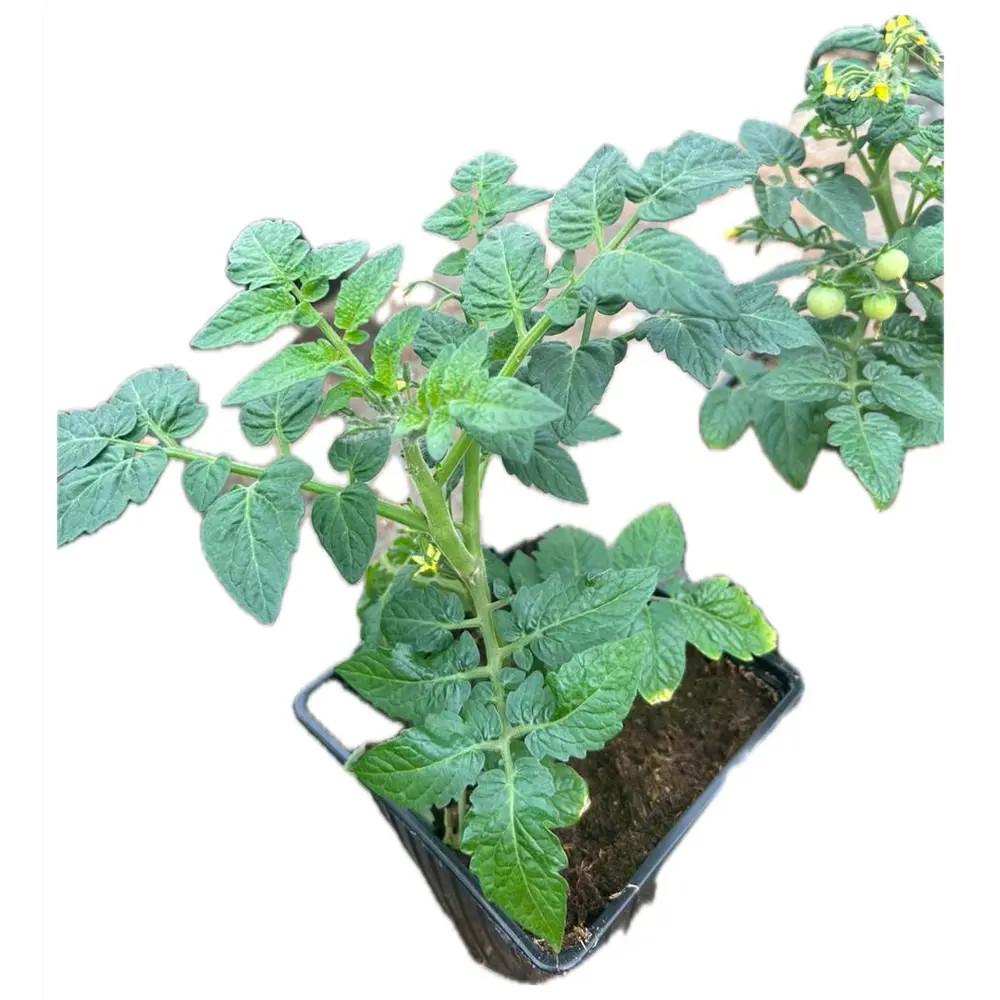 Томат Черри ø17 h20 см Santreyd STLM-2205382