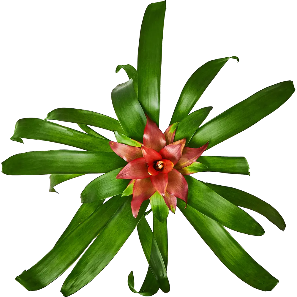 Гузмания Santreyd - экзотическое украшение интерьера с яркими прицветниками 89336318 STLM-1363570 - Вид №2