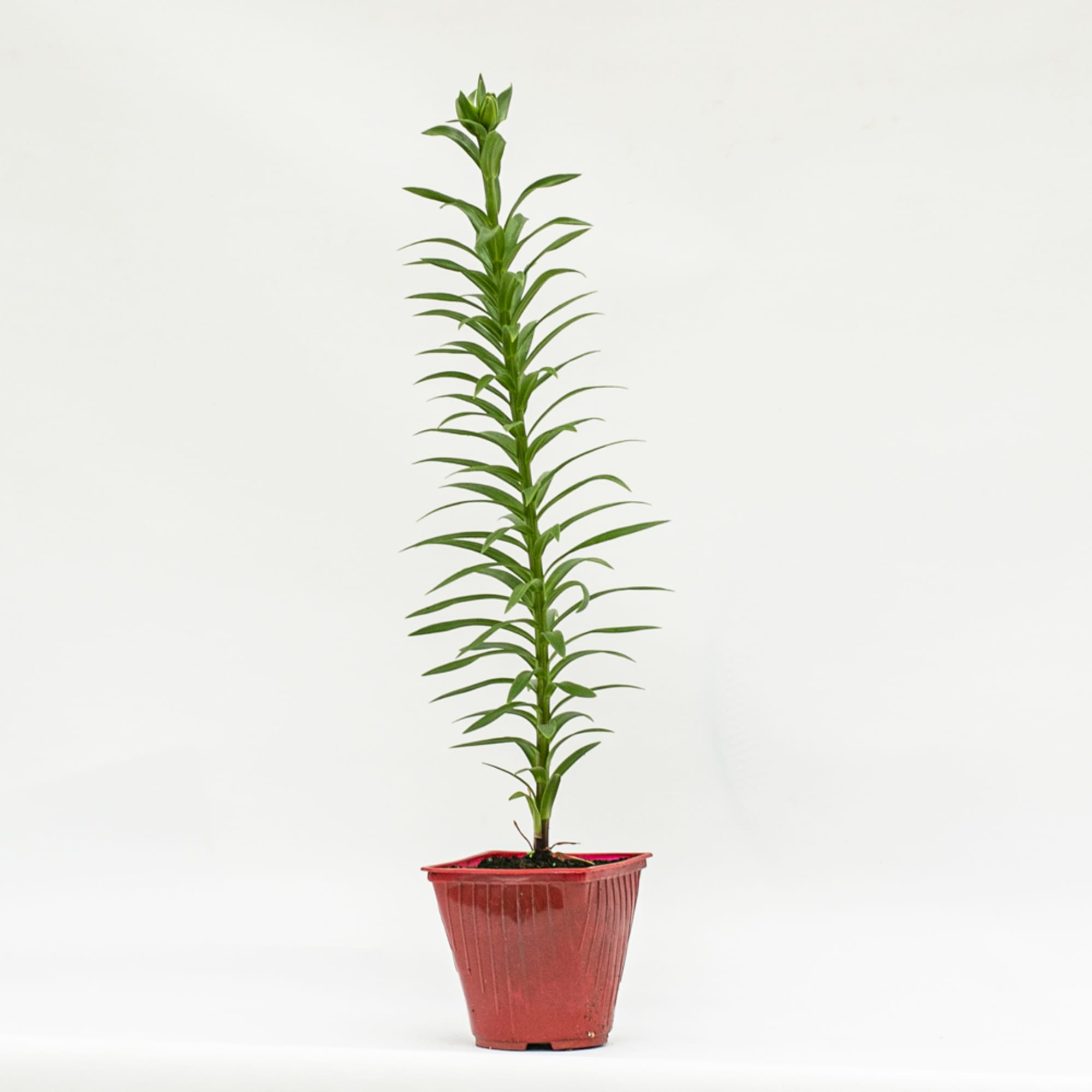 89189585 Лилия азиатская ø15 h50 см Santreyd  - Вид №1