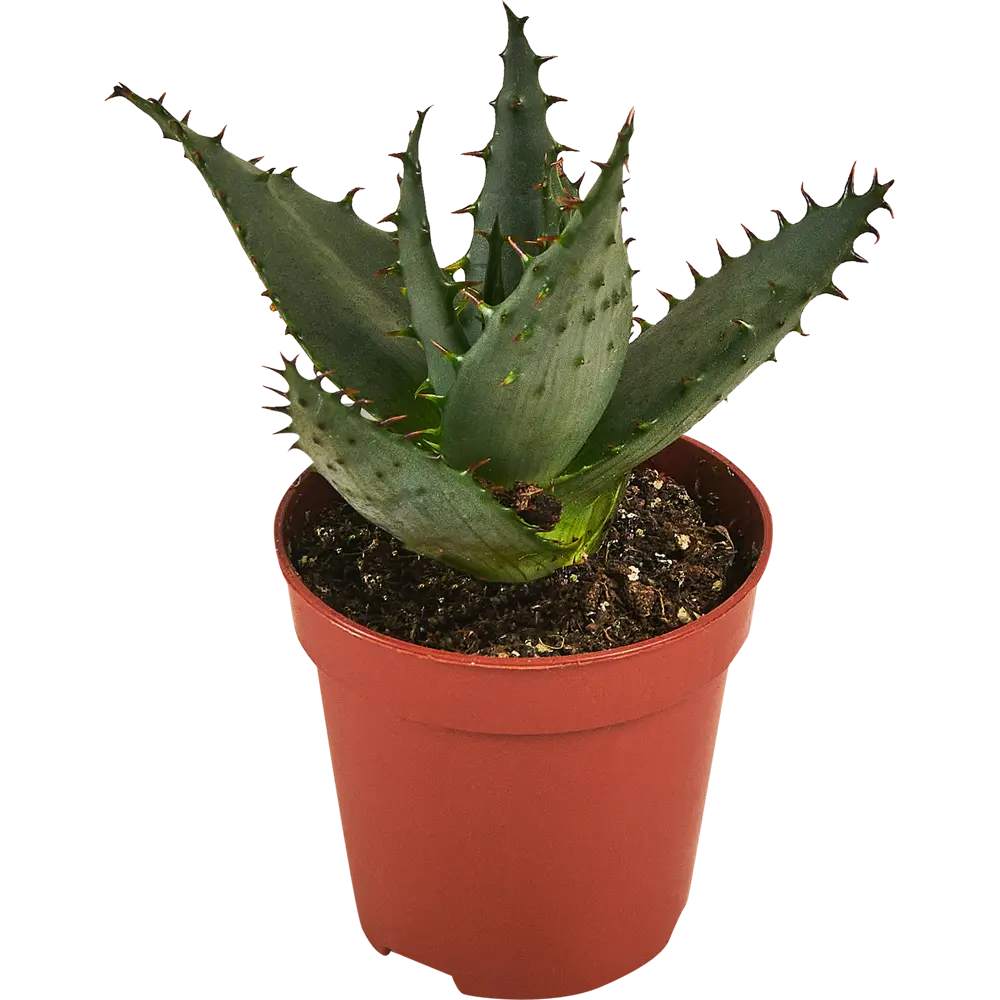 Santreyd Алоэ микс - комнатное растение с гелевыми листьями 87959893 STLM-0076403 - Вид №1