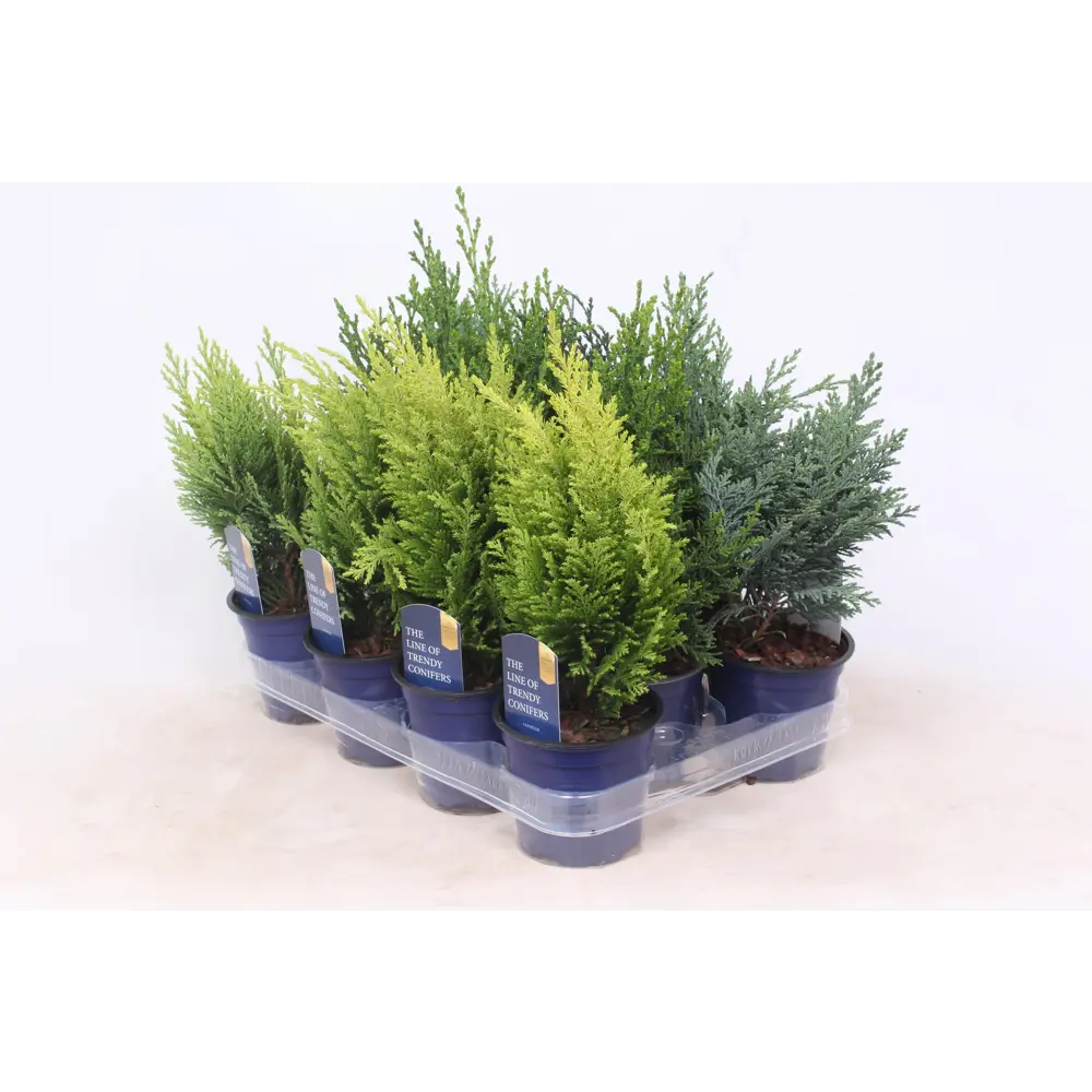 Кипарисовик микс Santreyd - хвойное украшение для сада 88947985 STLM-0959829