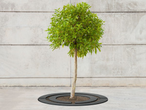 Металлическая решетка для деревьев