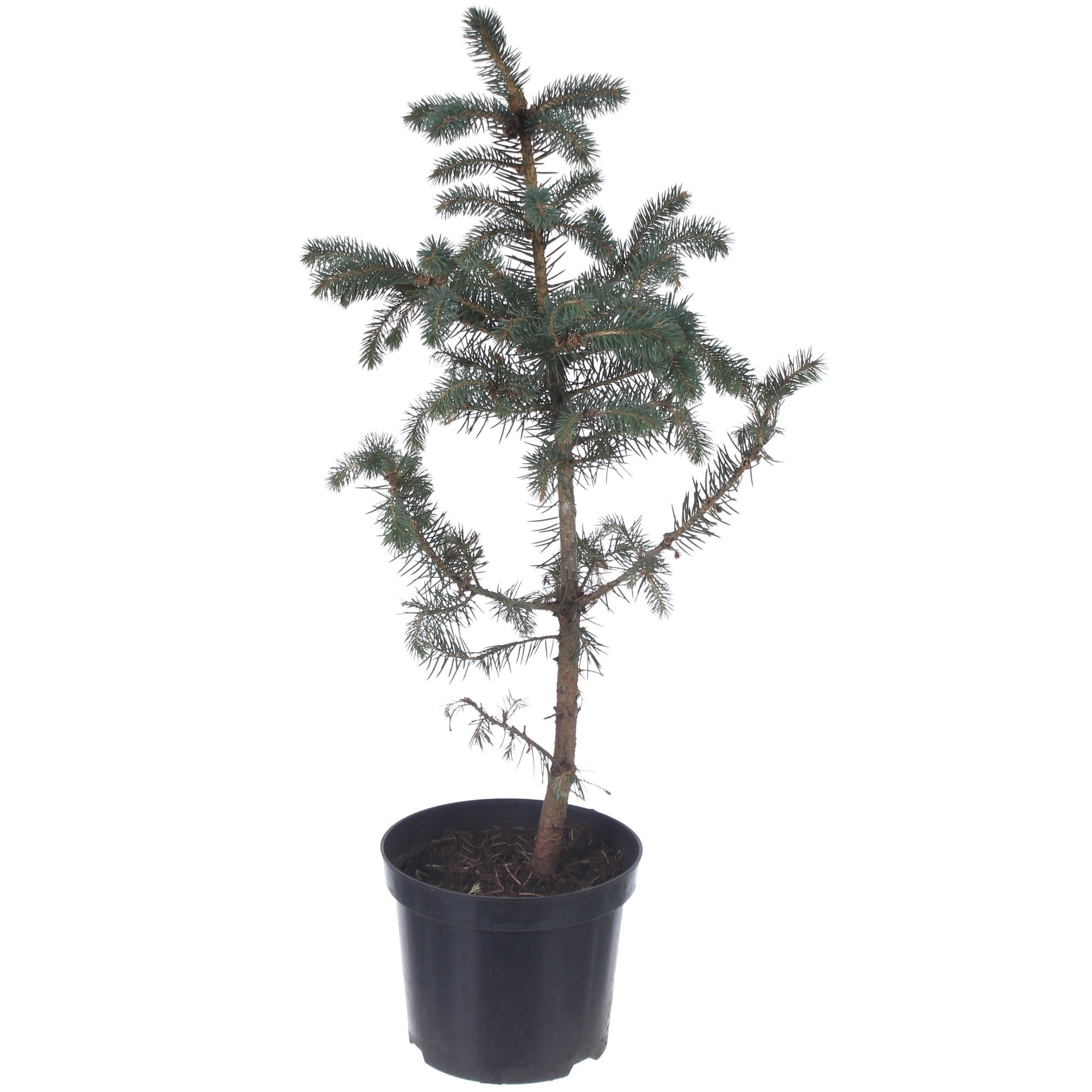 81959244 Ель колючая «Глаука» С2-3/40-60 Santreyd 