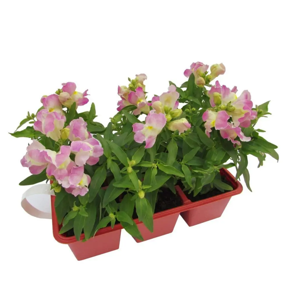 Львиный Зев микс h15 6 шт. 87547894 STLM-2149895 Santreyd 