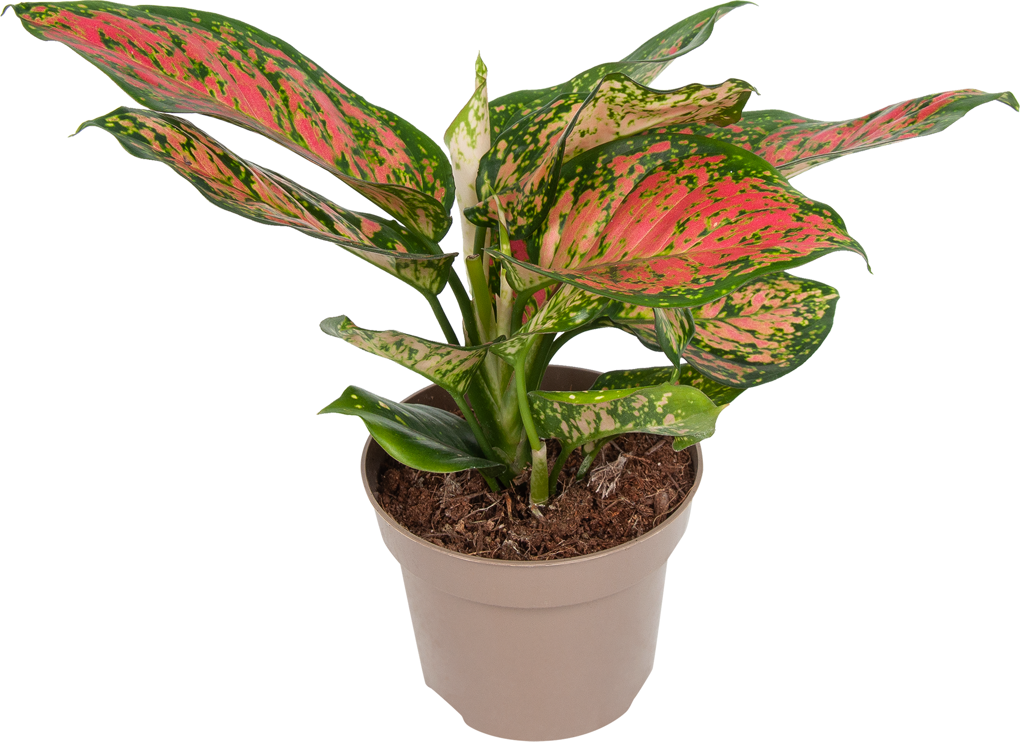 Аглаонема Споттед стар Santreyd — декоративное комнатное растение с резными листьями 82741699