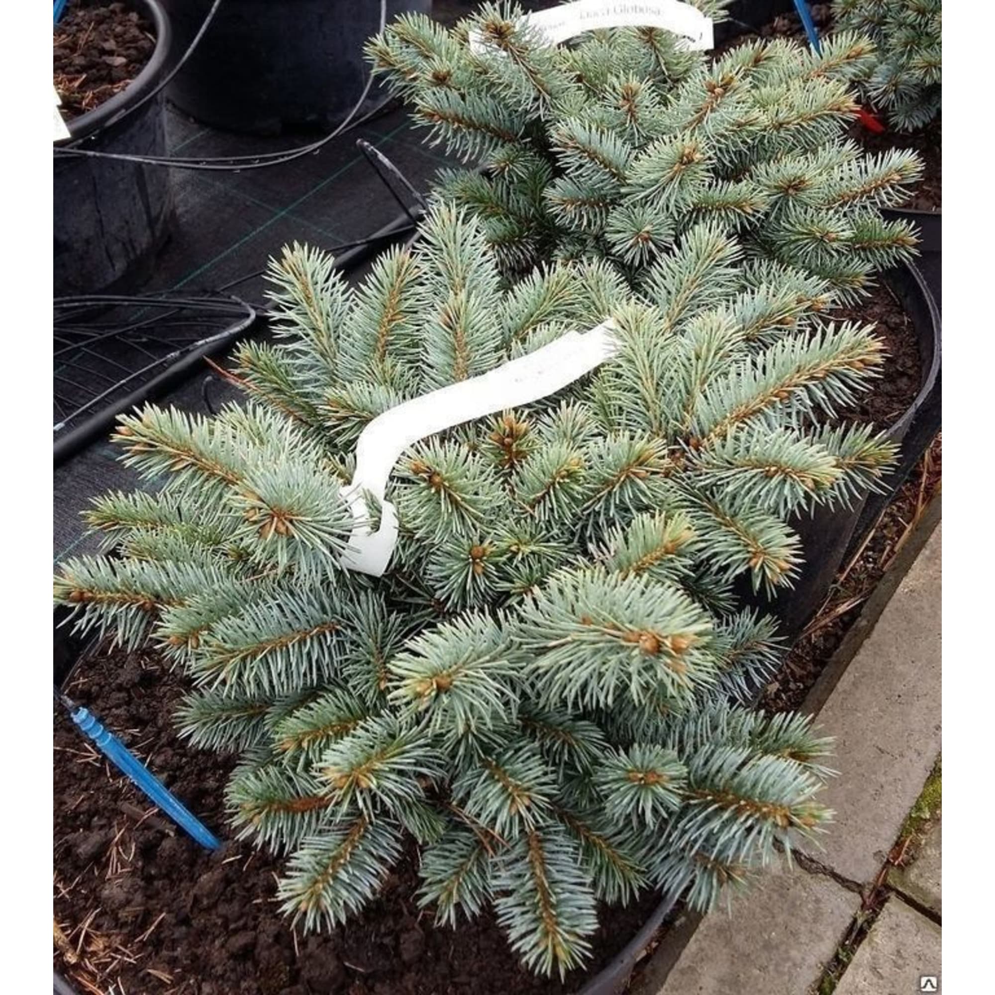 82596774 Ель колючая 15x40 см Santreyd  - Вид №2