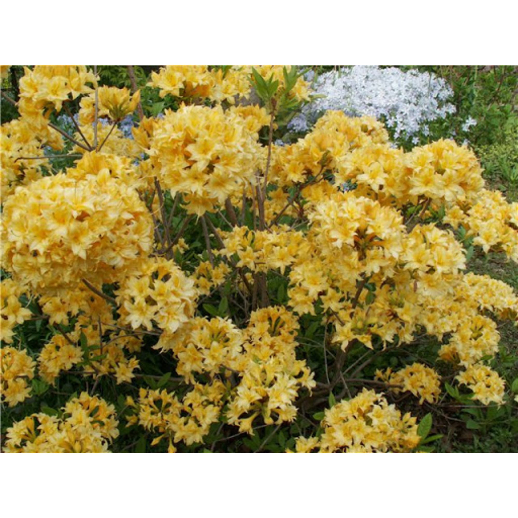 82176112 Азалия нэп-хилл «Нарциссифлора» P9 Santreyd 