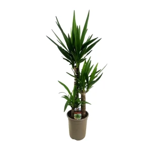 Юкка Santreyd ø21 h110 см - комнатное растение для современного интерьера 89400443
