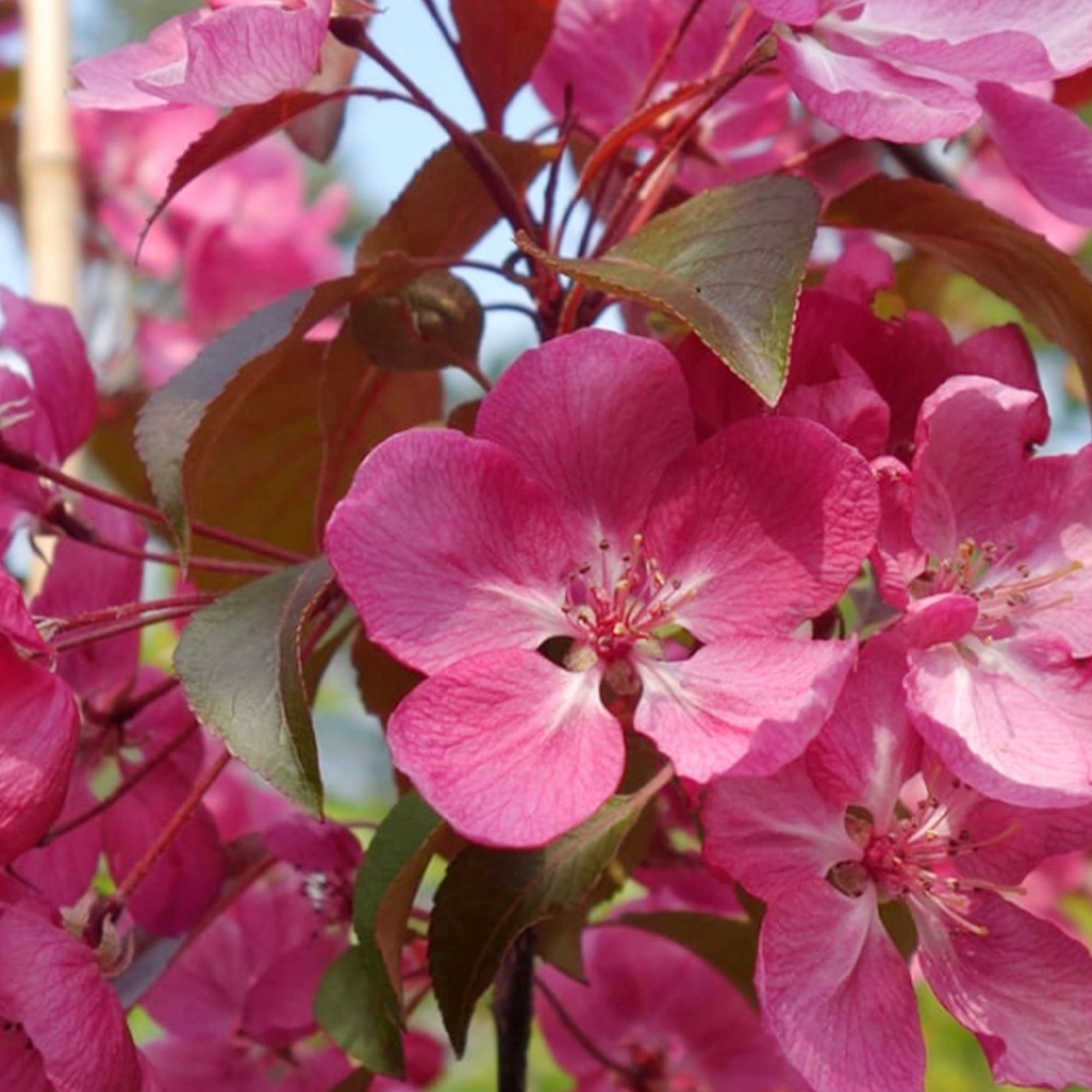 81954855 Яблоня декоративная С4 h140 Santreyd  - Вид №2