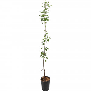 82596983 Груша «Осенняя Яковлева» C4 высота 140 см