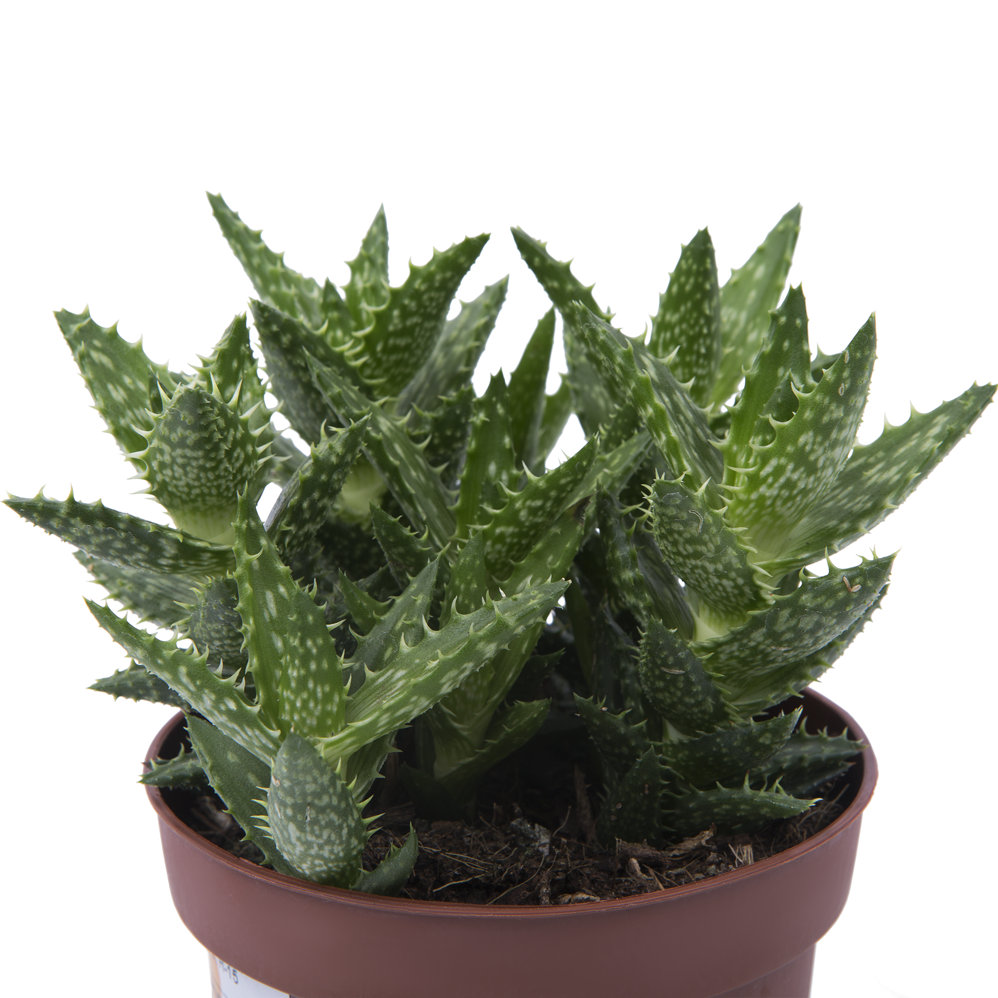 Алоэ микс Santreyd - целебный суккулент для дома 15745419 STLM-0006293 - Вид №2