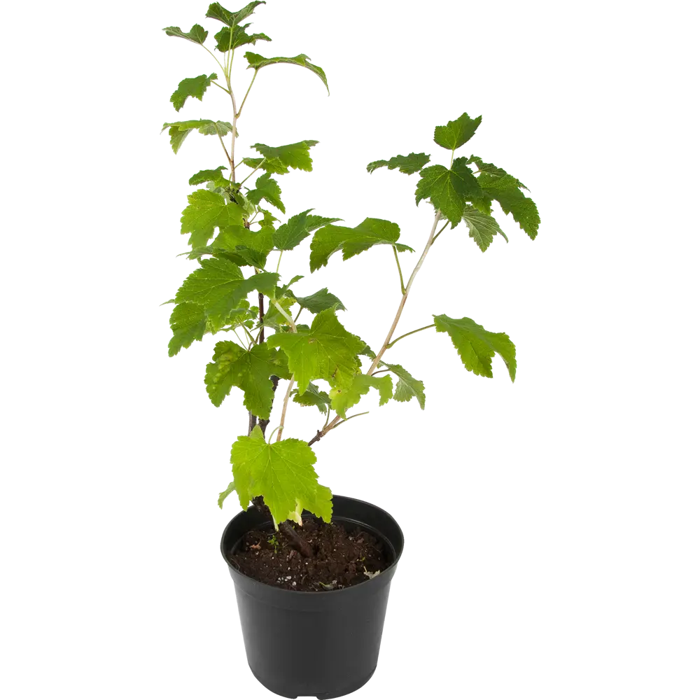 Смородина красная «Сахарная» С3-С4 81969354 STLM-2062958 PLANTMARKET 