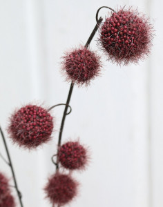 5549 490 a3 Фруктовая ветка гомфокарпус, 60 см, красно-черная H-andreas