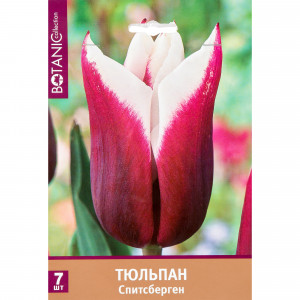 82351170 Тюльпан Триумф «Спитсберген»