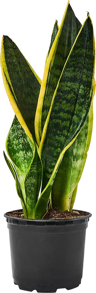 Santreyd Сансевиерия — неприхотливый суккулент для интерьера 89351062
