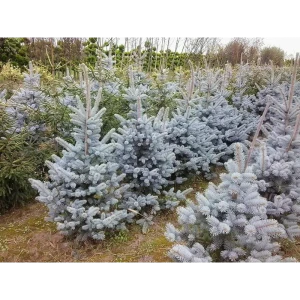 Ель колючая Хупси ø15 h45 см 84834198 STLM-2051408
