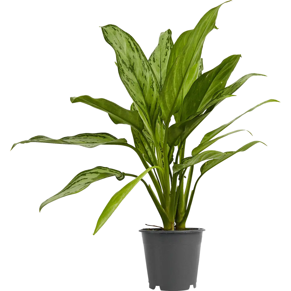 Santreyd Аглаонема Росток - комнатное растение с малиновым кантом 84587061 STLM-0052402