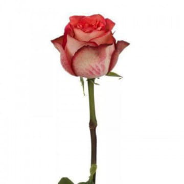 Роза Игуазу 40 см Santreyd 25698 - Вид №1