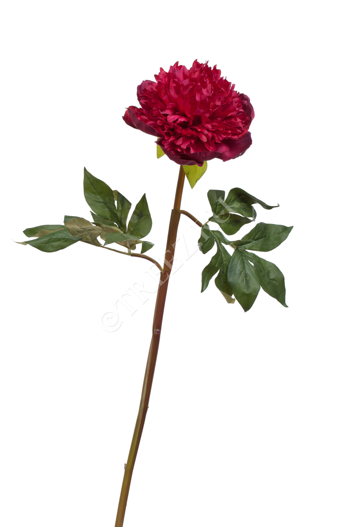 30.03160262RD Пион махровый бордовый Цветочная коллекция  - Вид №1