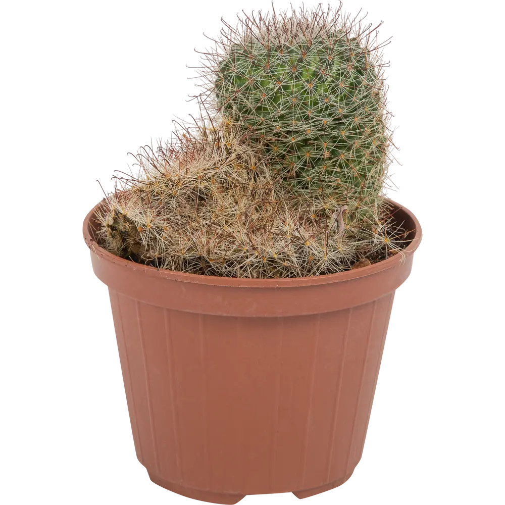 Santreyd Кактус микс - вечнозеленый суккулент для интерьера 82894897 STLM-0037677