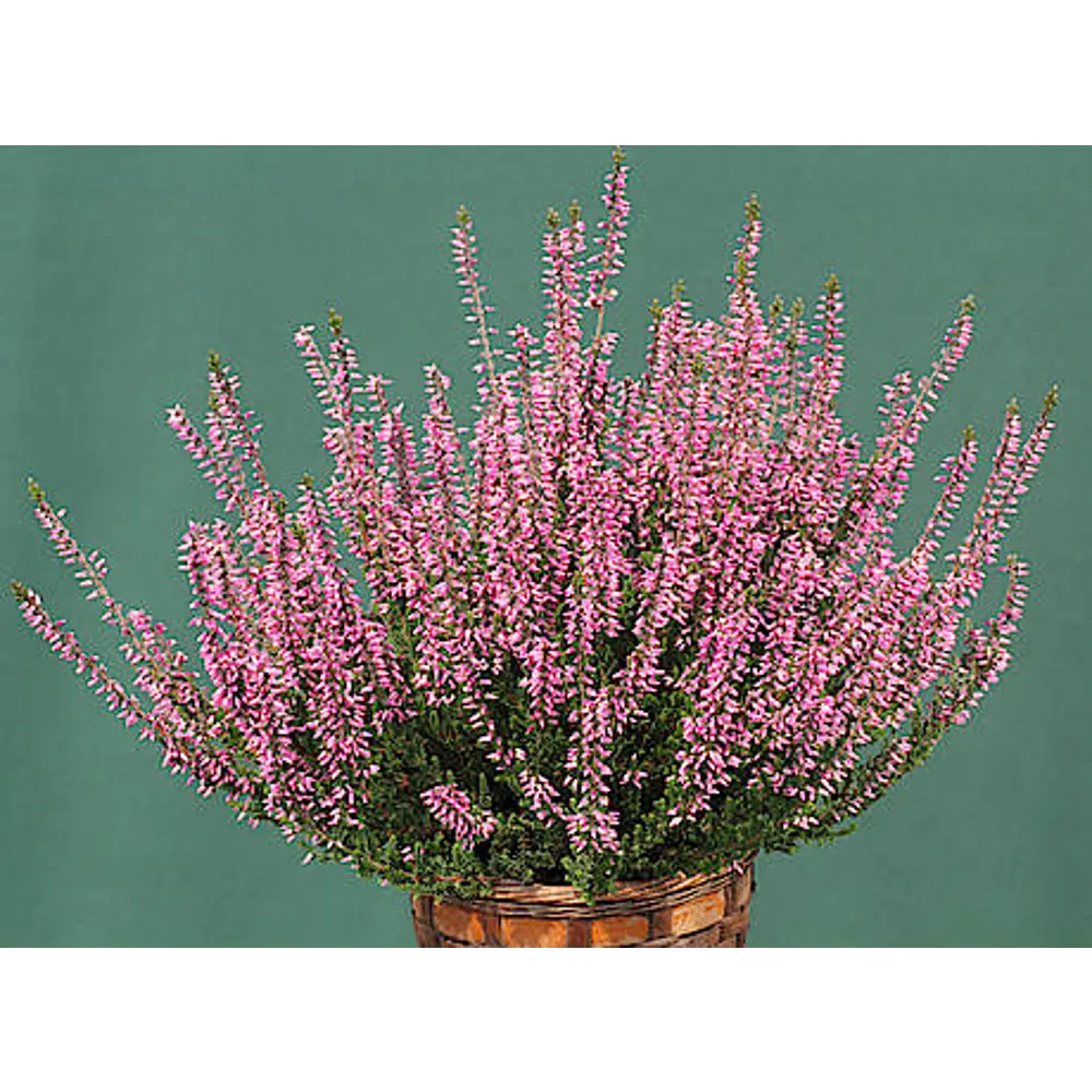 Santreyd Вереск Лена розовый - вечнозеленый кустарник для сада 89382931 STLM-1352978