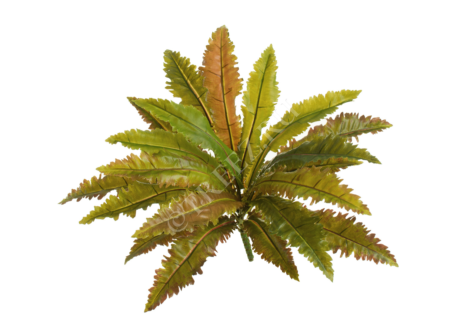 20.1070N Асплениум Криспи Вэйв куст Цветочная коллекция  - Вид №1