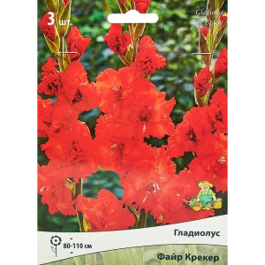 Гладиолус гофрированный Файр Крекер, 3 шт. 89351778 STLM-2156692