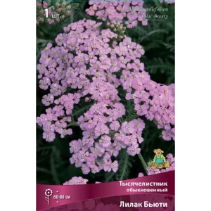 Тысячелистник обыкновенный Лилак Бьюти 89452301 STLM-2052427