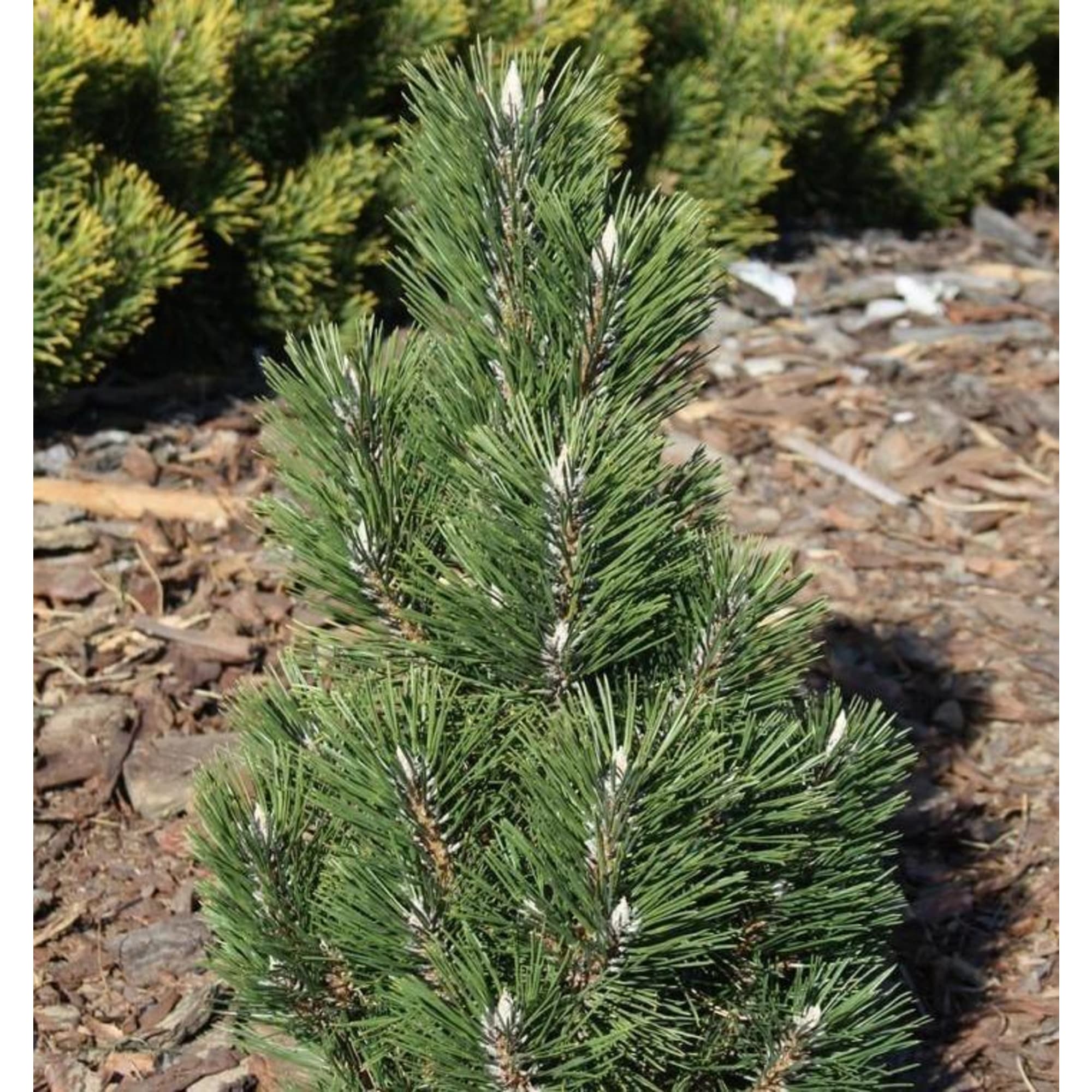 84872929 Сосна чёрная Комет h40 см Santreyd 