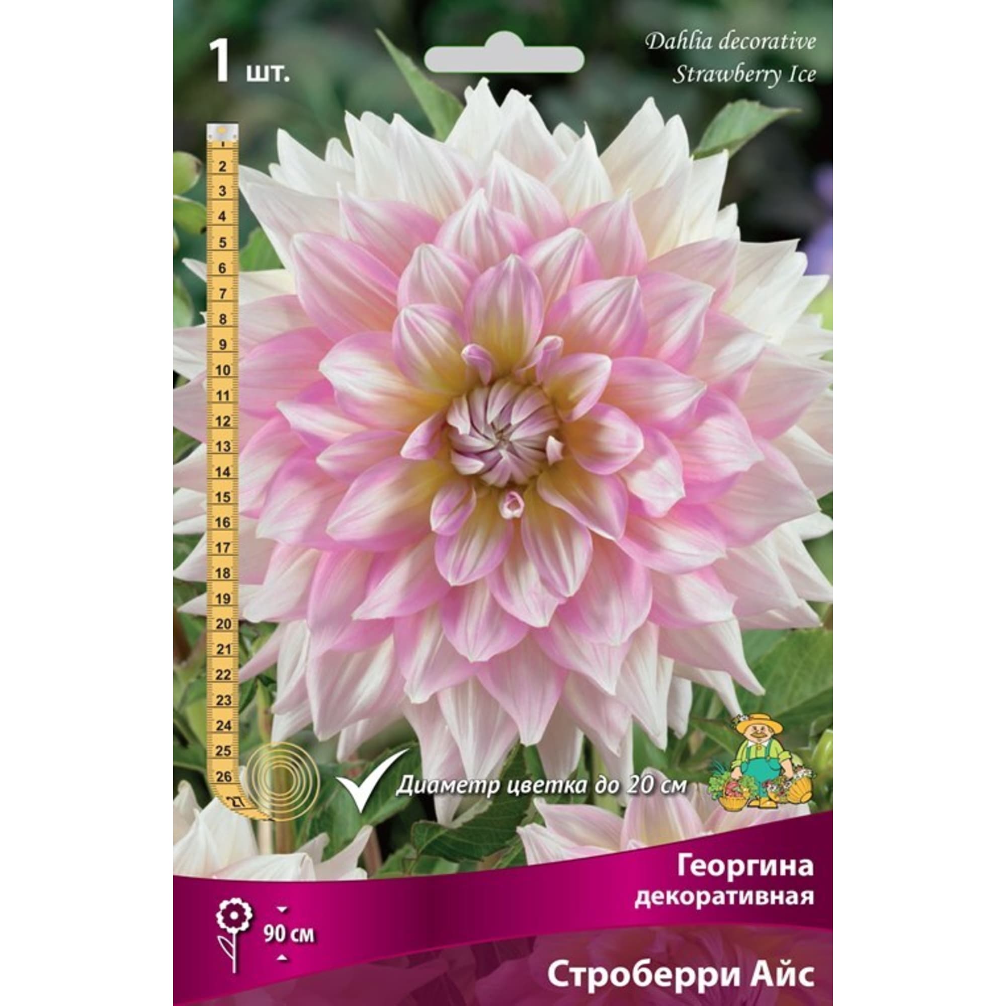 83593824 Георгина декоративная Строберри Айс луковица I Santreyd 