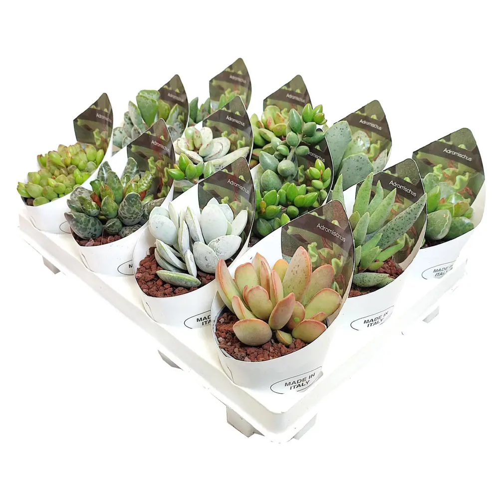 Адромискус микс Santreyd - суккулент для домашнего интерьера 88477127 STLM-0077756