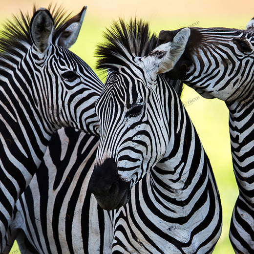 A1-058 Фотообои DIVINO Collection A 1.47х2 м A1058