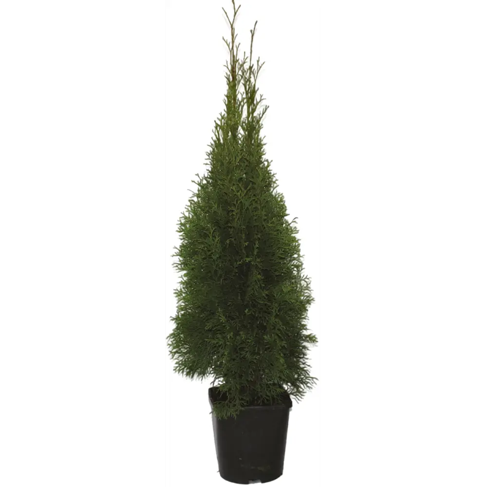 Туя западная Смарагд ø23 h80 - 100 см 89422429 STLM-2096287 Santreyd 