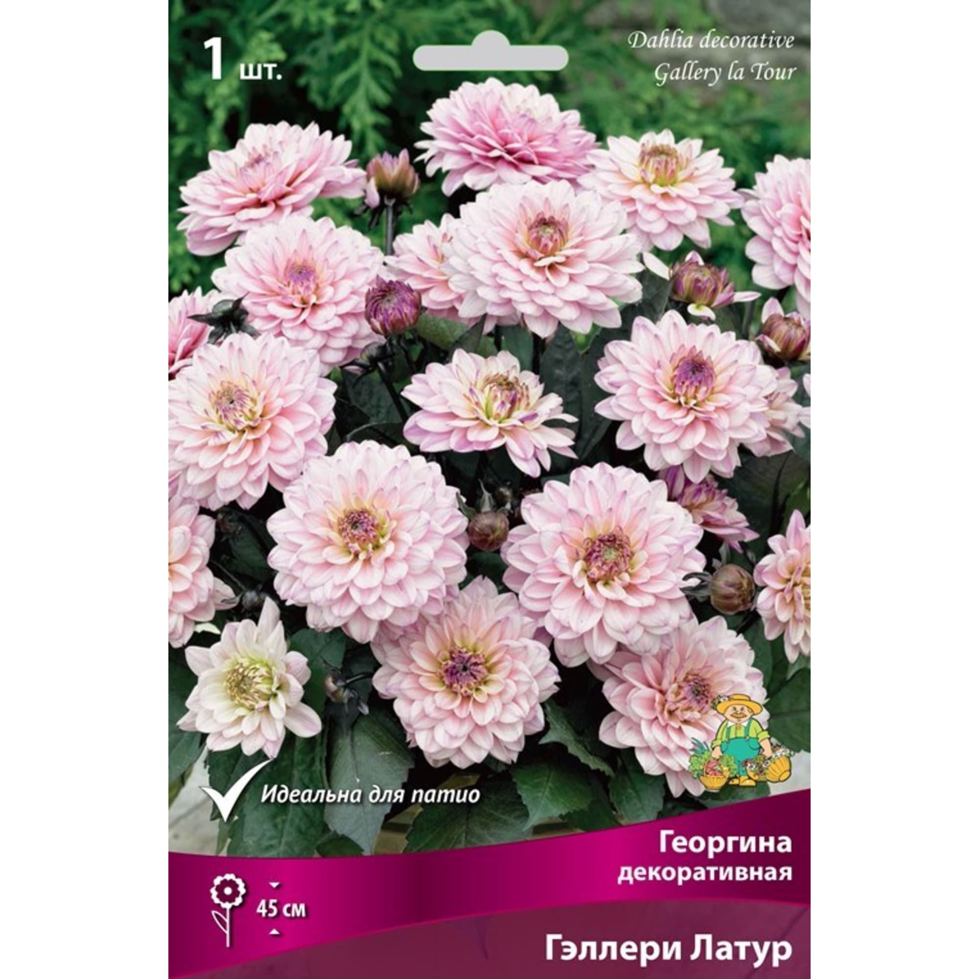 83593769 Георгина декоративная Гэллери Латур луковица I Santreyd 