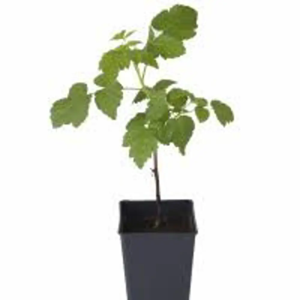 Малина обыкновенная Метеор пакет 89465370 STLM-2019681 PLANTMARKET  - Вид №1