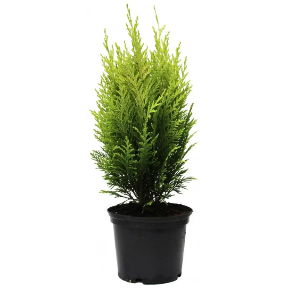 Кипарисовик Лавсона Ивонне Santreyd - золотистый хвойник для сада 89389704 STLM-1359925