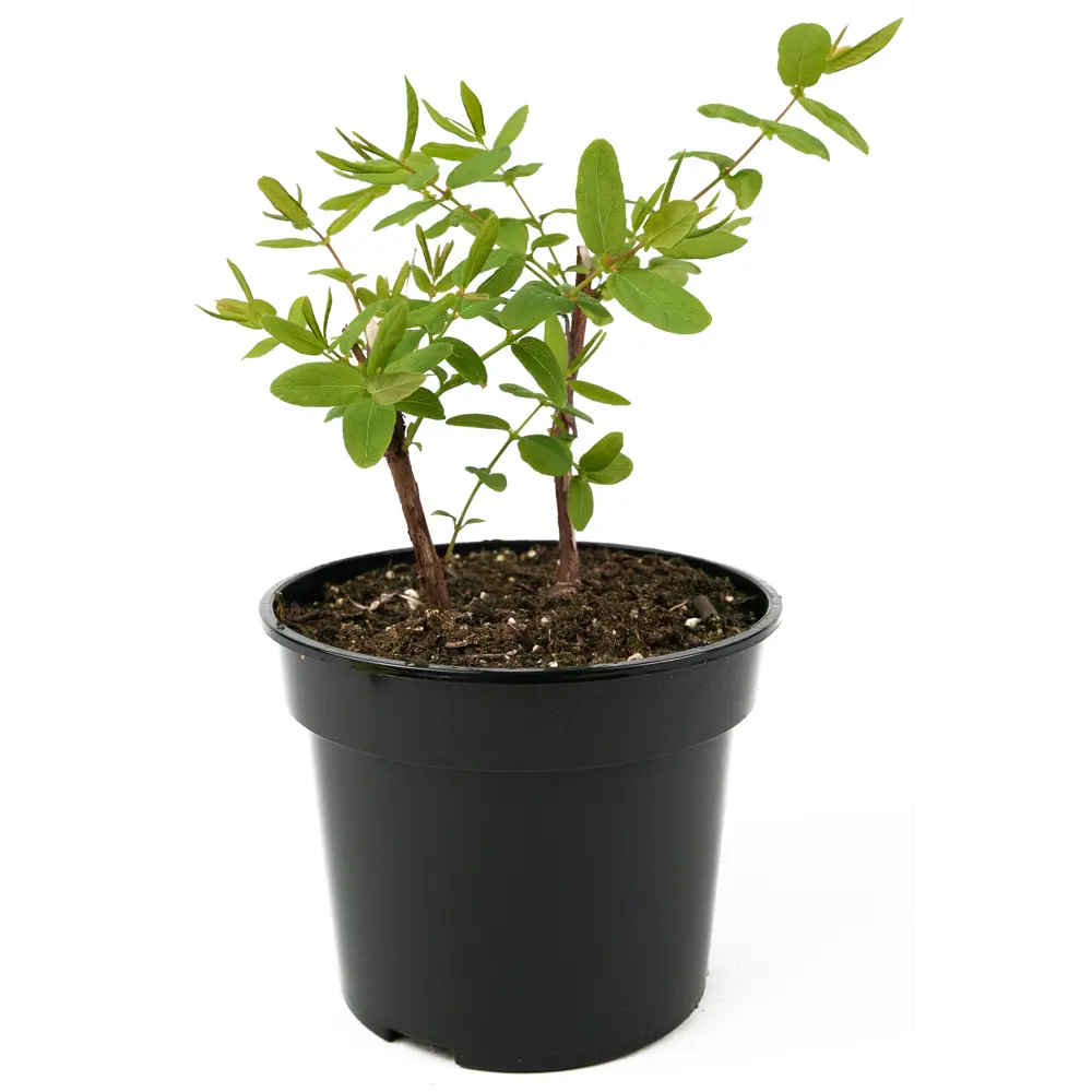 Santreyd Жимолость Нимфа - саженец плодового кустарника с десертными ягодами 84841680 STLM-0950640 - Вид №1