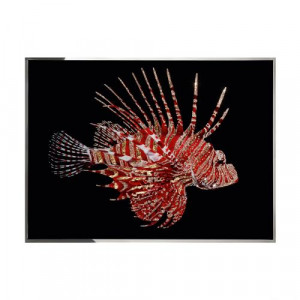 Pesce Scorpione Смешанная техника Visionnaire