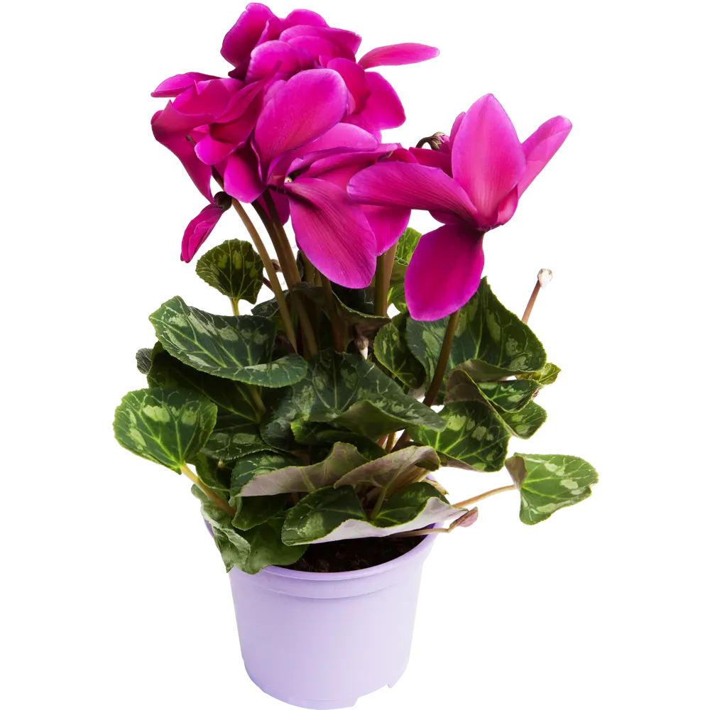 Цикламен Santreyd - изящное украшение интерьера с ярким цветением 12511916 STLM-0954565