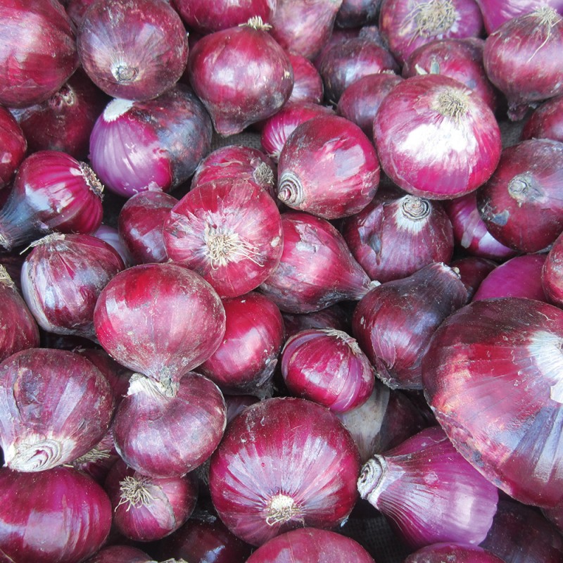 1290/CX38 Картина 1290 Adriani e Rossi 