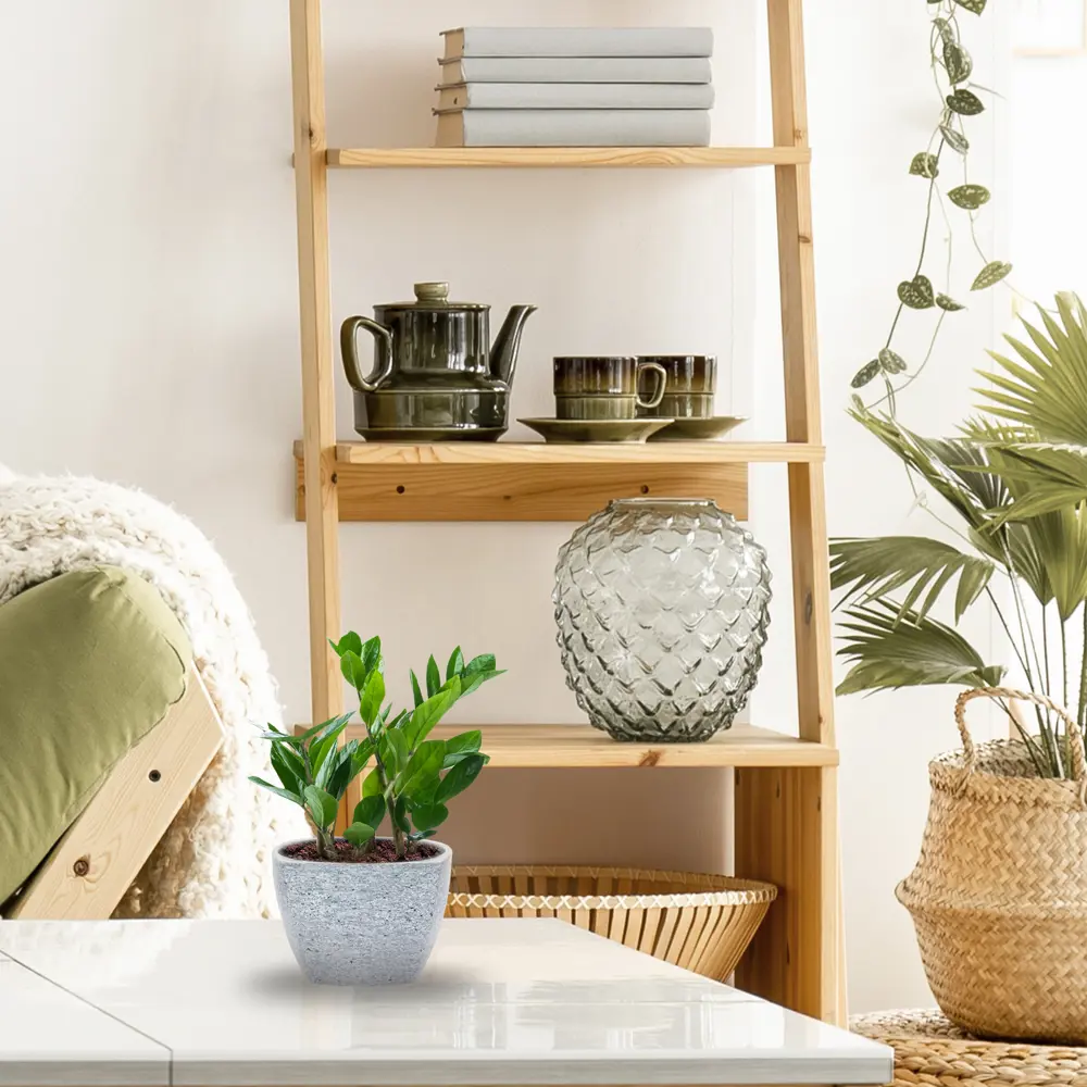 Santreyd Замиокулькас - долларовое дерево для дома и офиса 14750662 STLM-0005097 - Вид №3