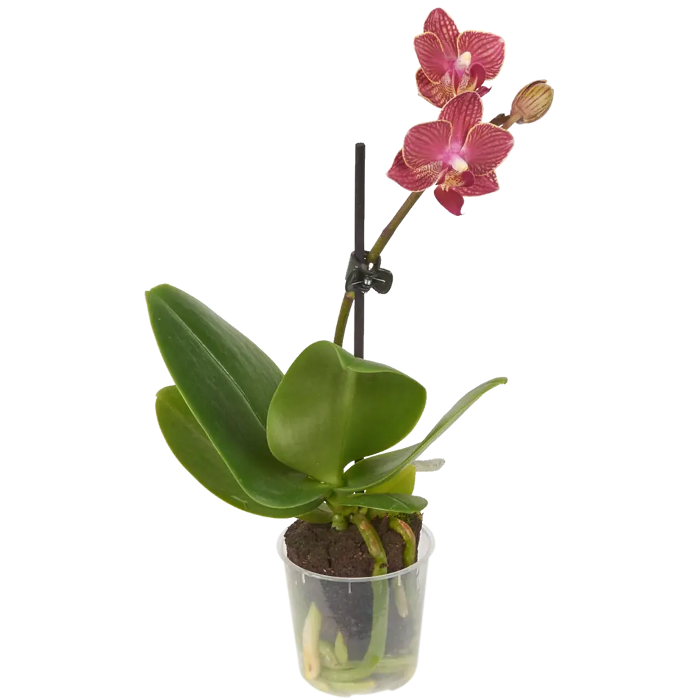 Santreyd Фаленопсис микро - комнатная орхидея с пятнистыми лепестками 14448172 STLM-0004958