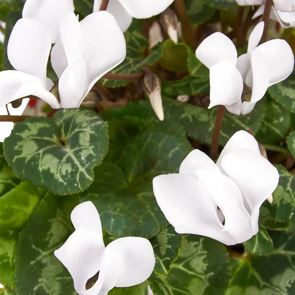 Цикламен Santreyd — изящный многолетник с серебристой листвой 18438828 STLM-0010786 - Вид №2