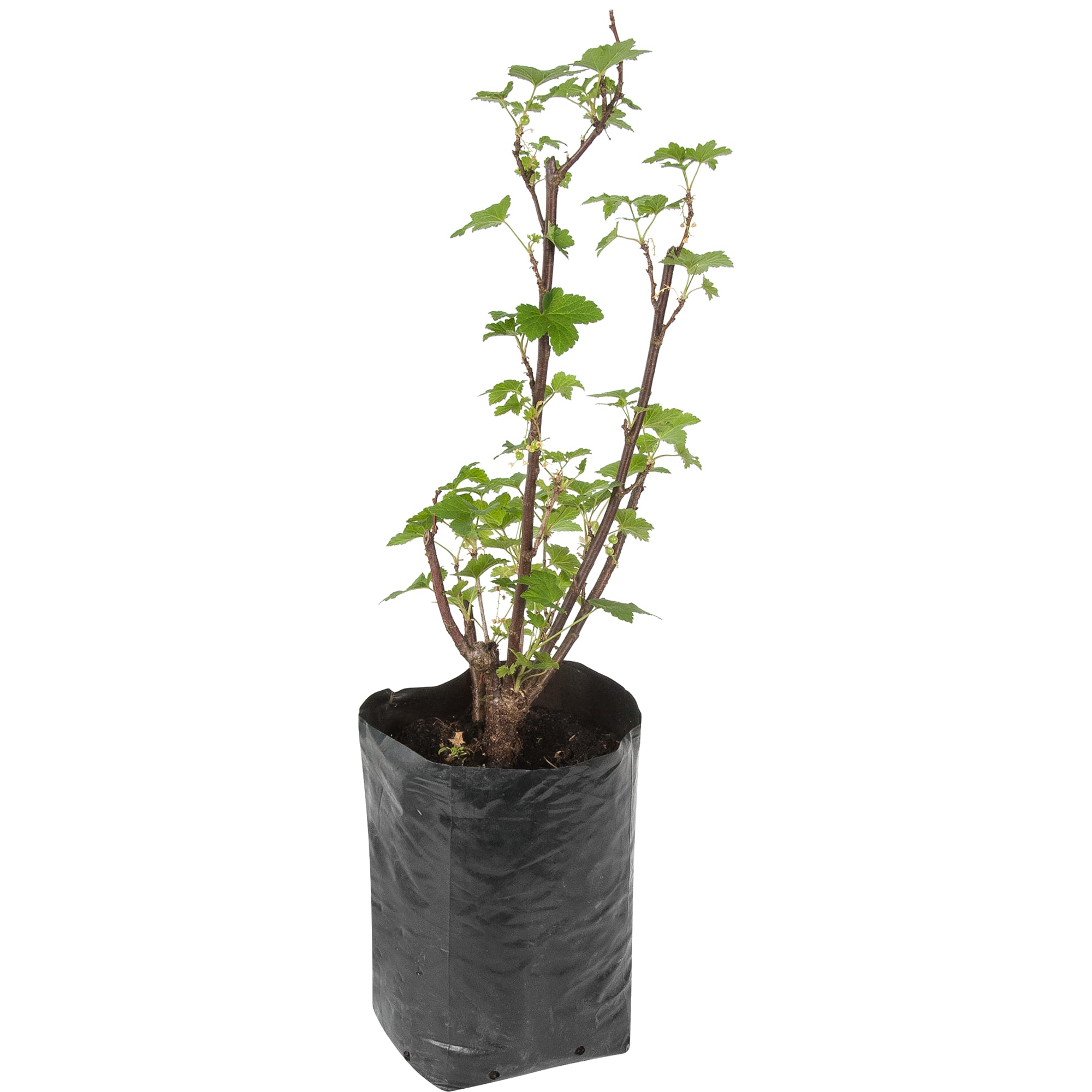 82601718 Смородина красная «Мармеладница» 1.5-2 л высота 20 см Santreyd 